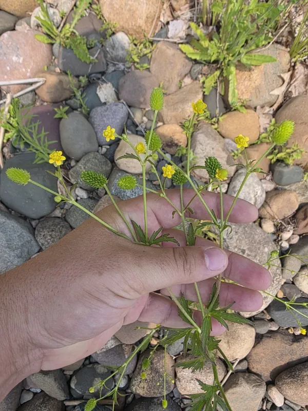 Pennsylvania buttercup
