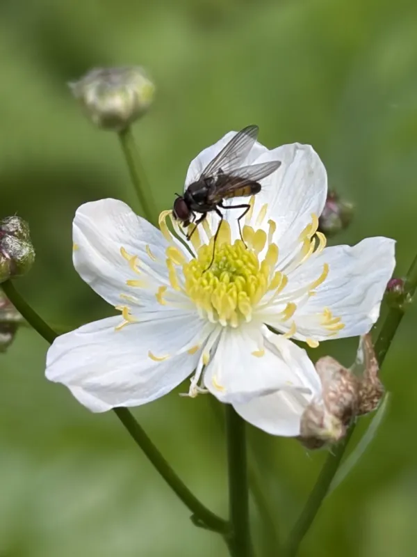 Plane-leaved buttercup