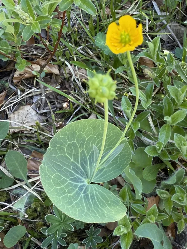Thore's buttercup