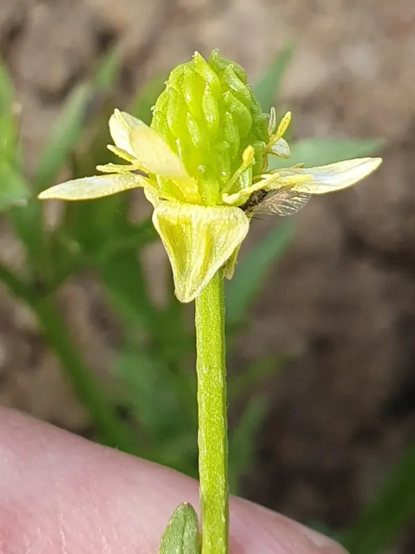 Three-lobed buttercup