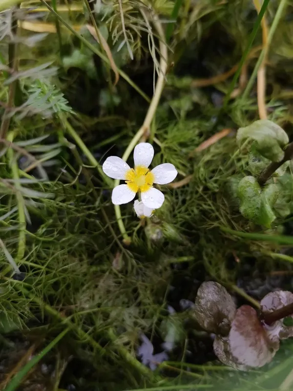 Thread-leaf water-crowfoot