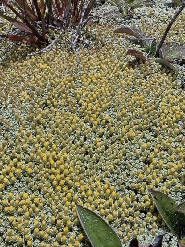 Раулія південна