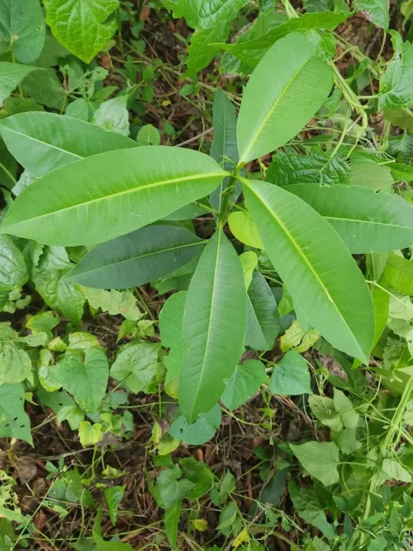 Rauvolfia nitida