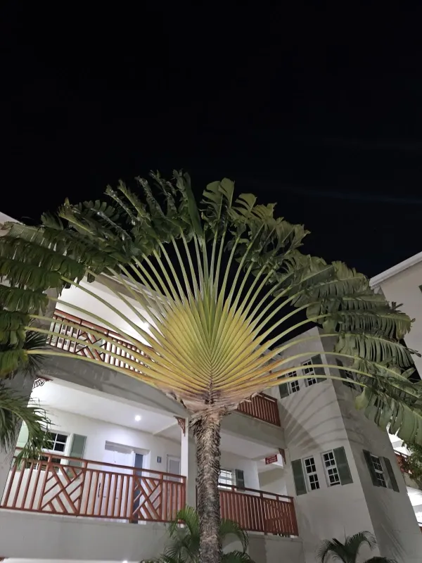 Traveler's tree