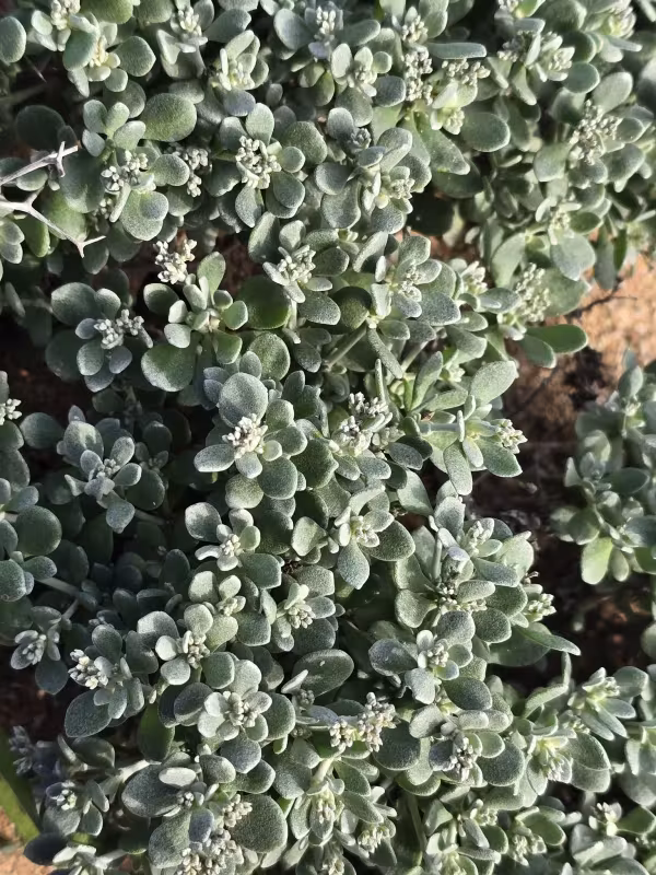 Robbairea