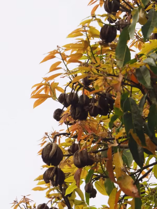 Reevesia thyrsoidea