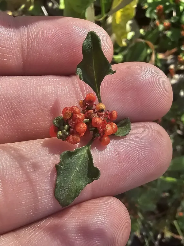 Chenopodium robertianum