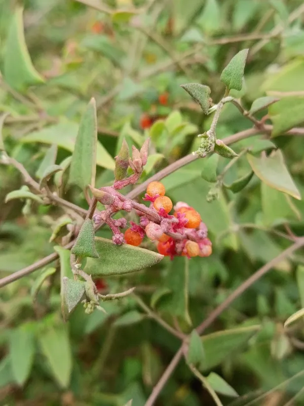 Chenopodium nutans