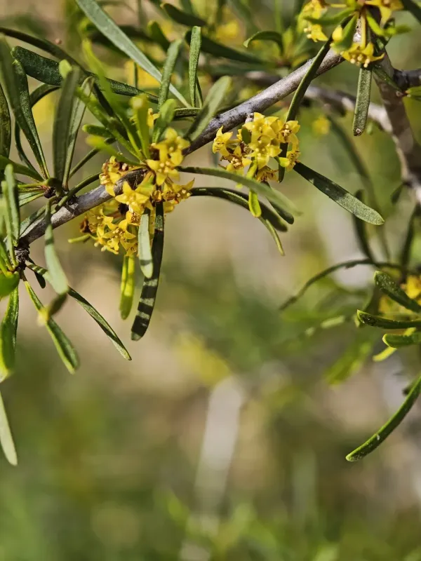 Крушина лицієвидна