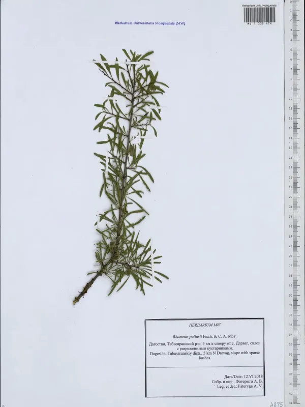 Pallas buckthorn