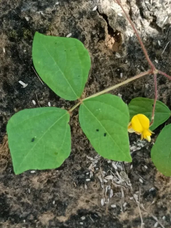 Rhynchosia capitata