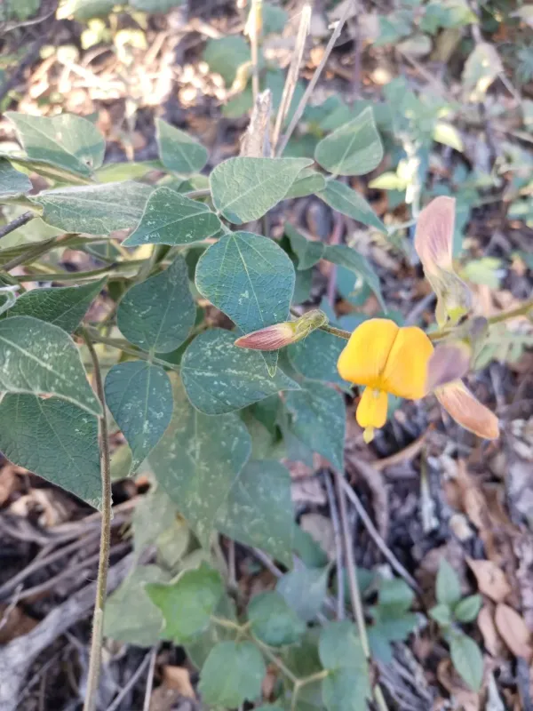 Rhynchosia discolor