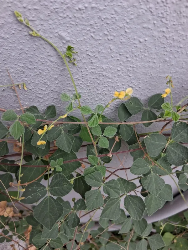 Rhynchosia minima
