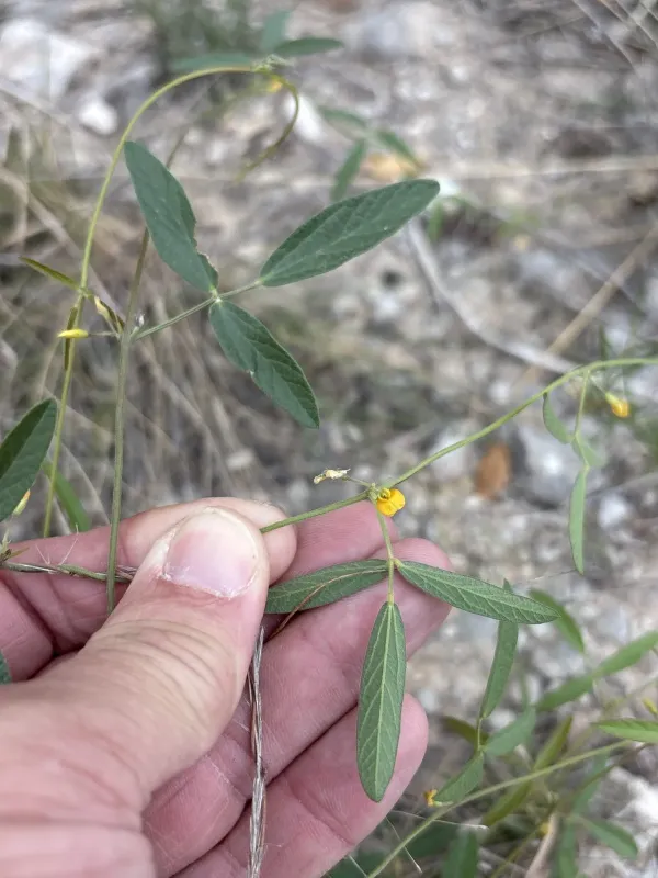 Rhynchosia senna