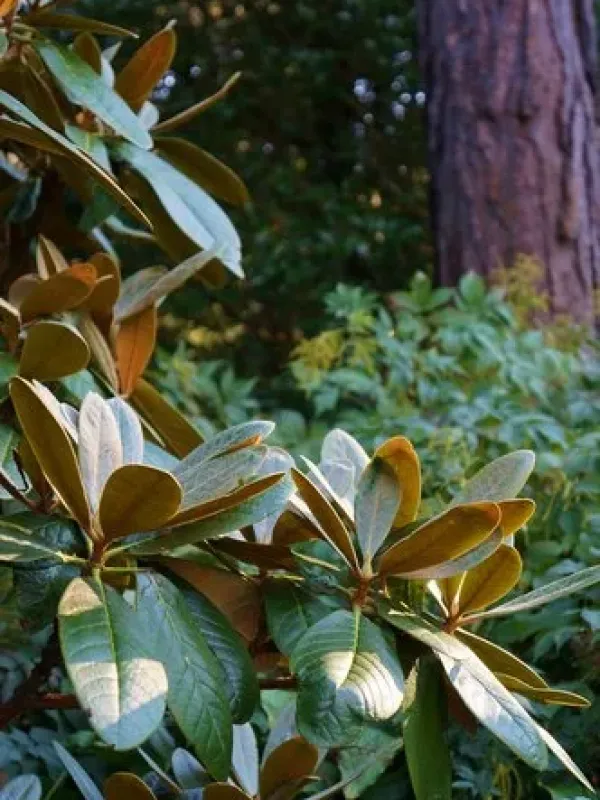 Rhododendron arizelum