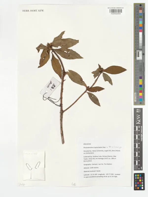 Rhododendron ciliicalyx