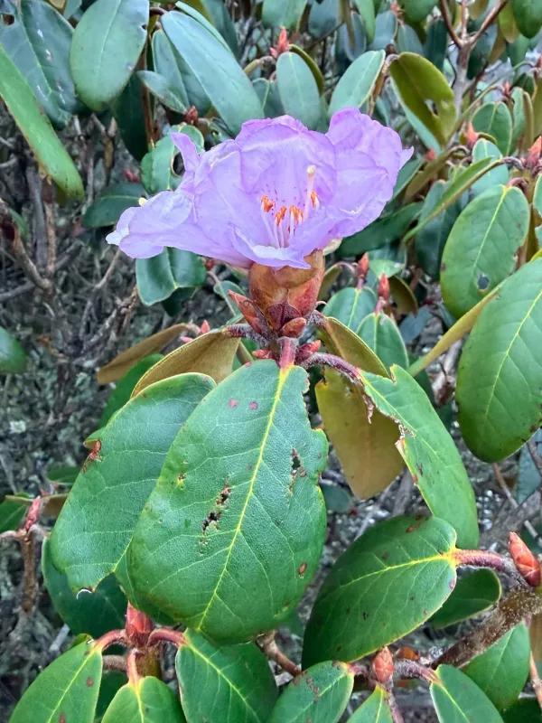 Bell rhododendron