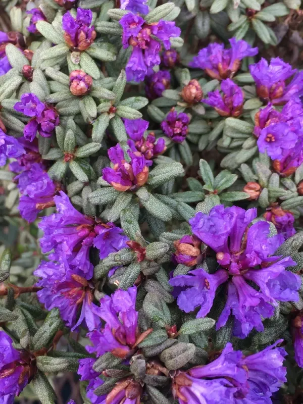 Edgar's rhododendron