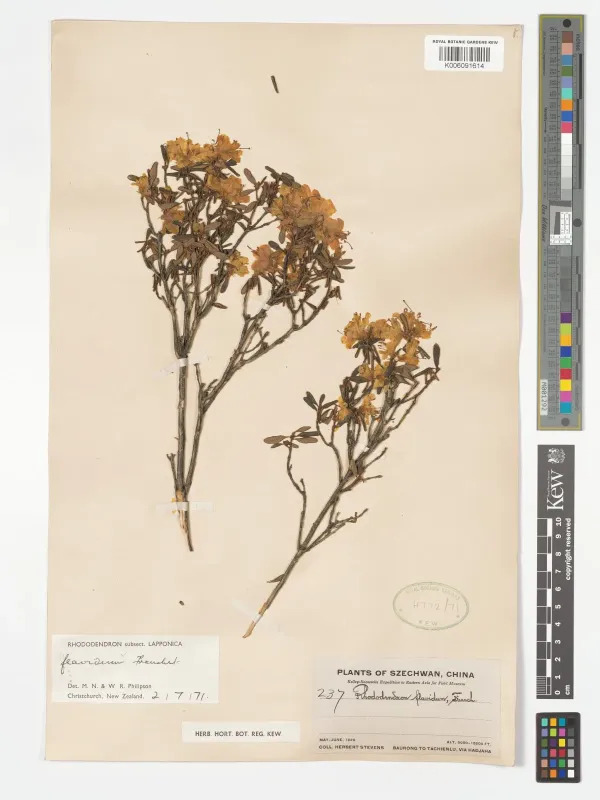 Rhododendron flavidum