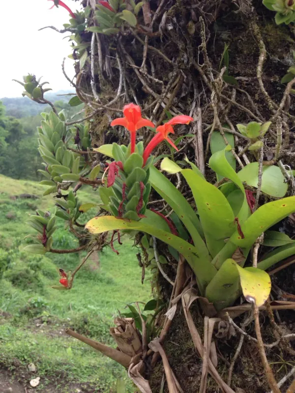 Columnea hirta