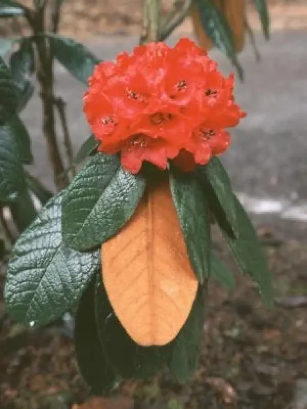 Рододендрон шерстистий
