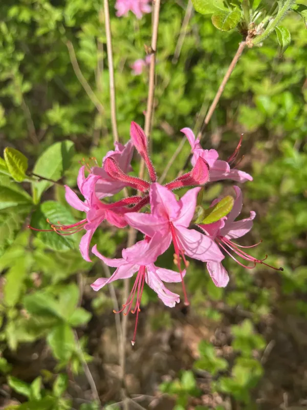 Рододендрон принфільський
