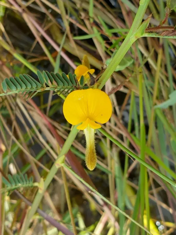 Aeschynomene aspera