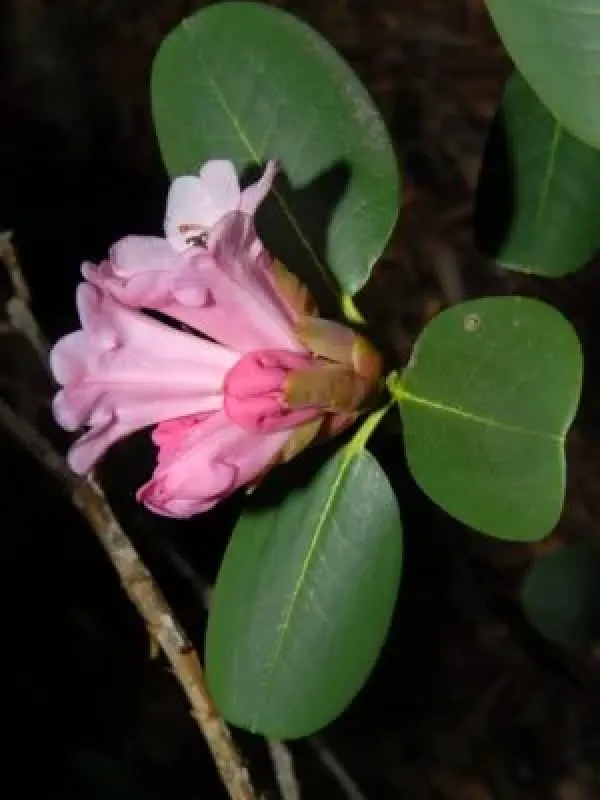 Stewart's rhododendron