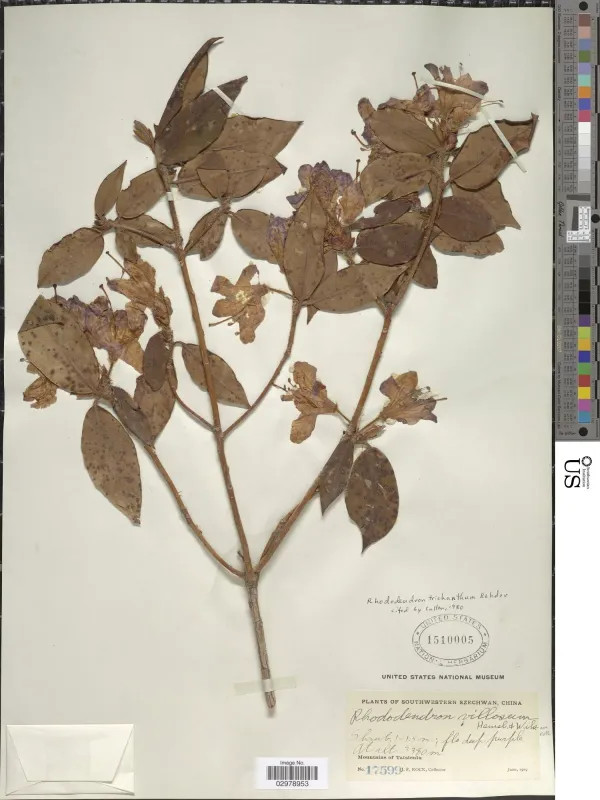 Rhododendron trichanthum