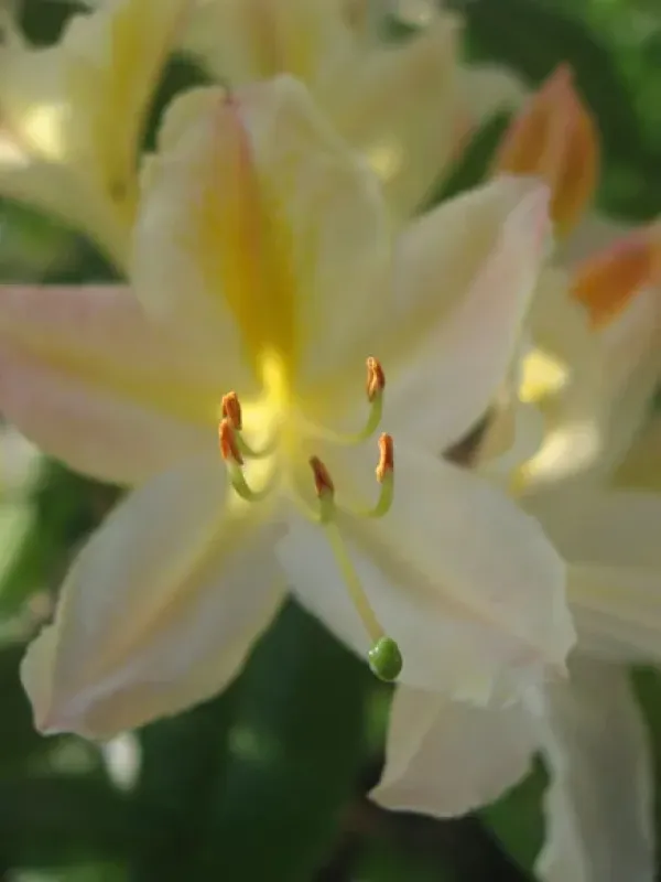 Rhododendron viscosepalum