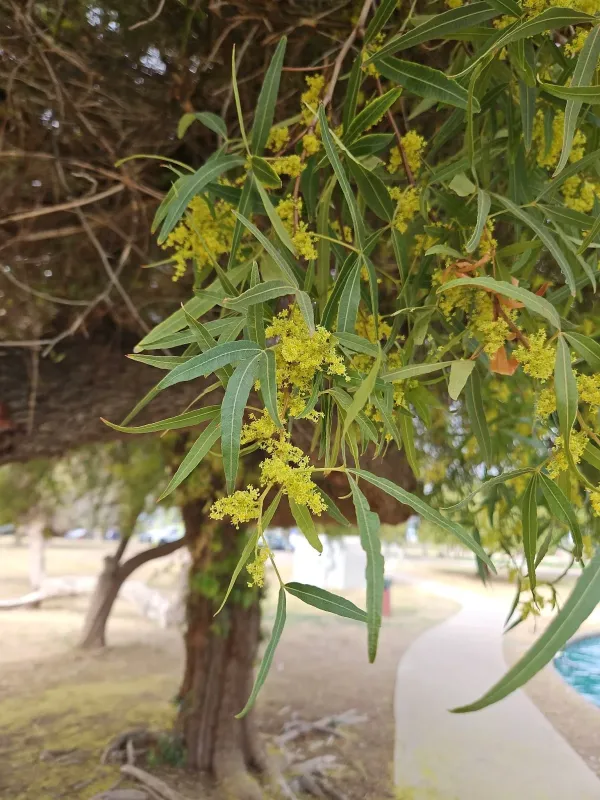 Searsia lancea