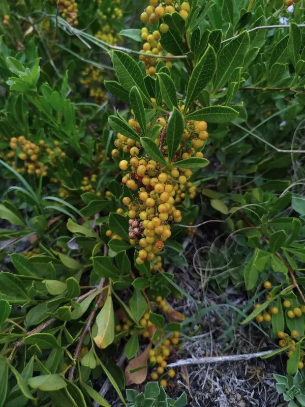 Searsia laevigata
