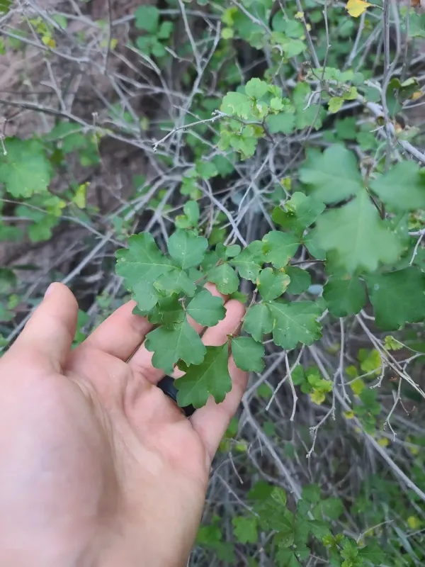 Skunkbush sumac