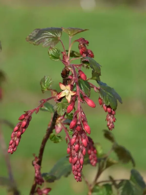 Fontenay currant