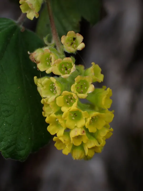Ribes gayanum
