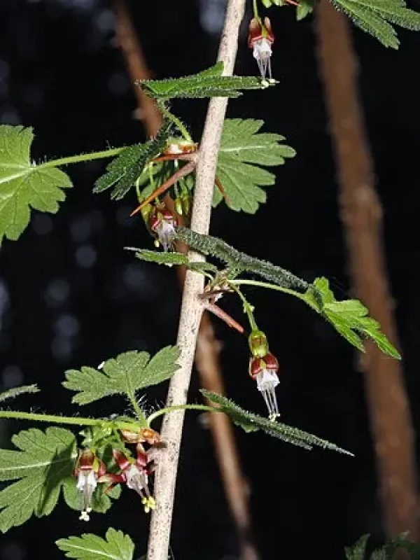Moupin currant