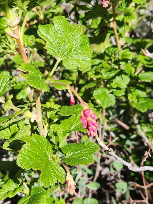 Nevada currant