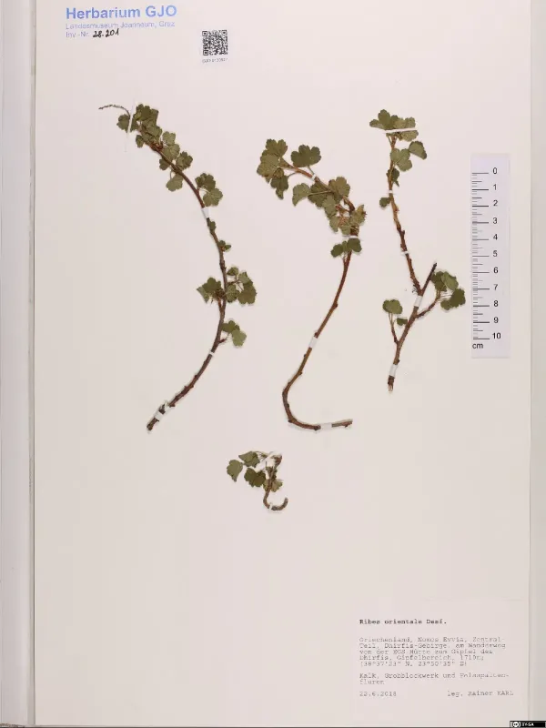 Eastern currant