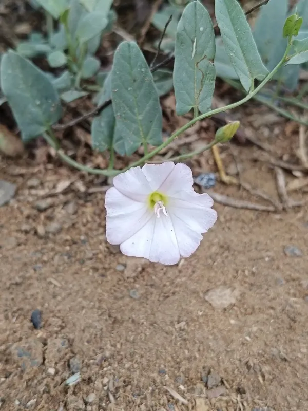 Field bindweed