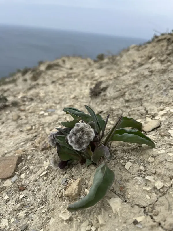 Rindera tetraspis