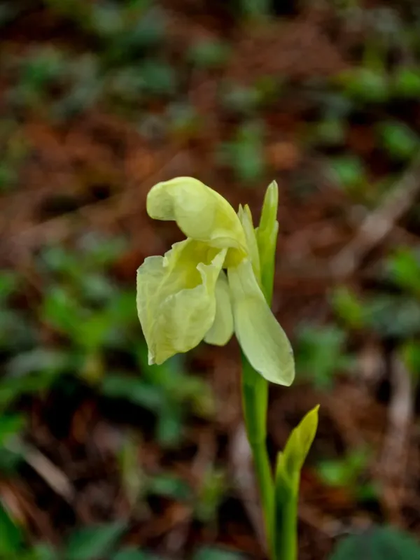 Roscoea cautleyoides