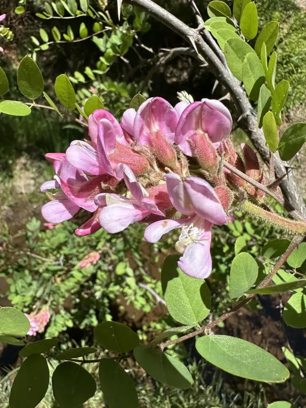 New Mexican locust