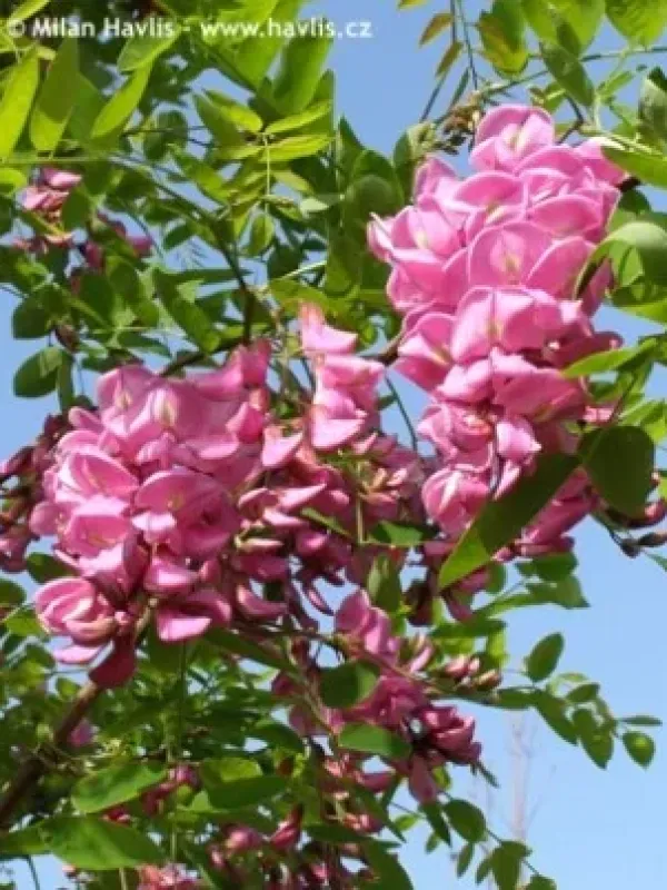 Robinia slavinii