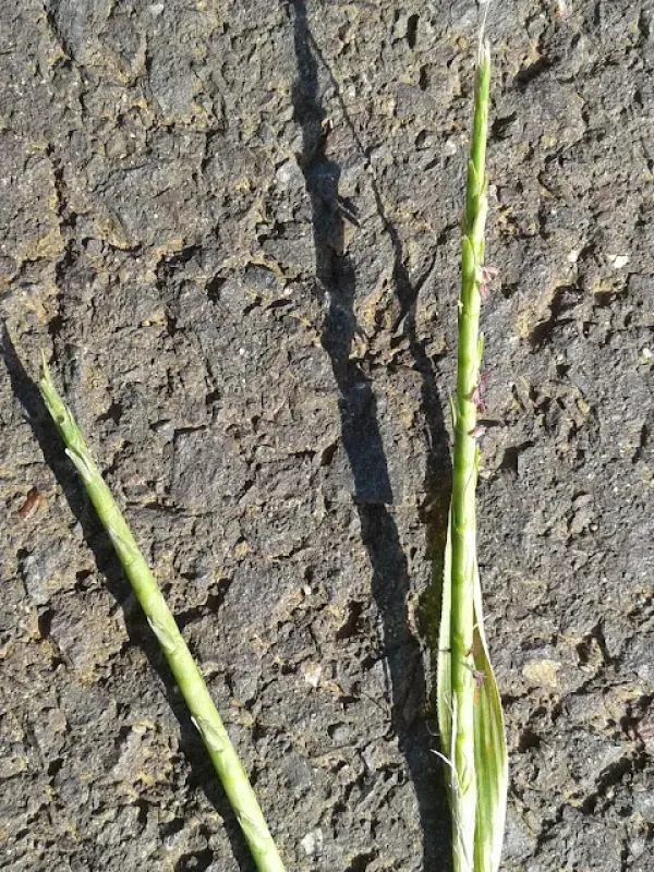 Rottboellia purpurascens