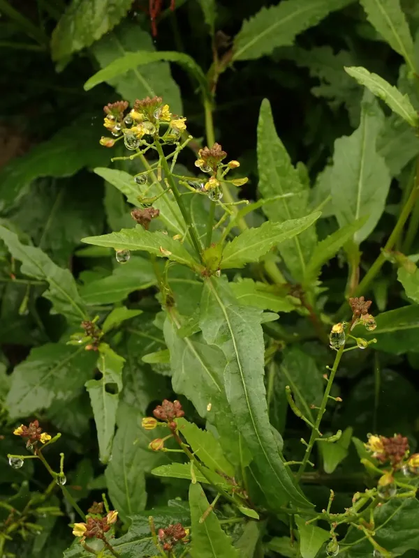 Rorippa atrovirens