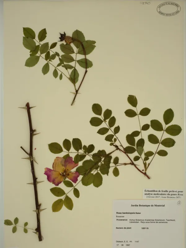 Rosa banksiopsis