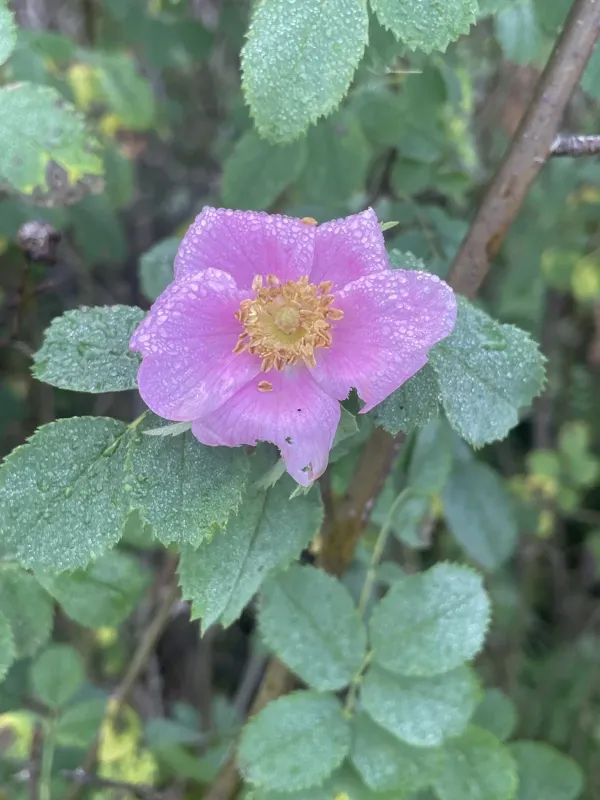 California wild rose