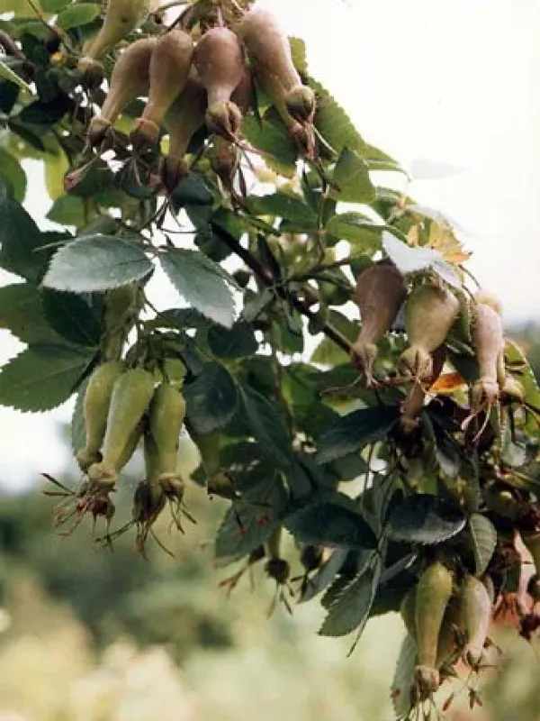 Rosa caudata