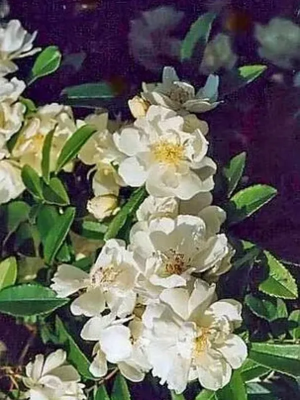 Роза щитковидная