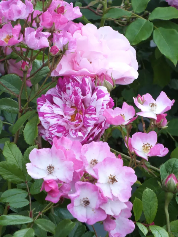 Dupont's Rose